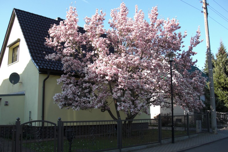 godiszewskifruehlingstraum_15.04.2015.jpg