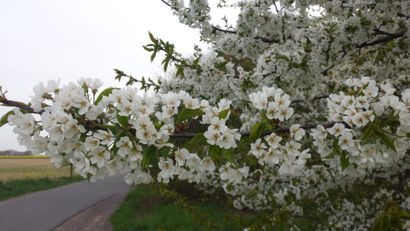 mattes_kirschzweige_2015.jpg