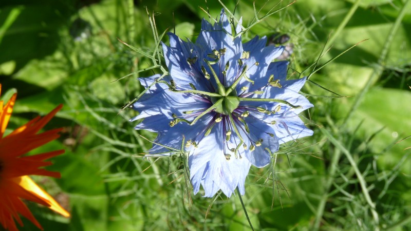 matte_blaue_blume_2015-06-14.jpg