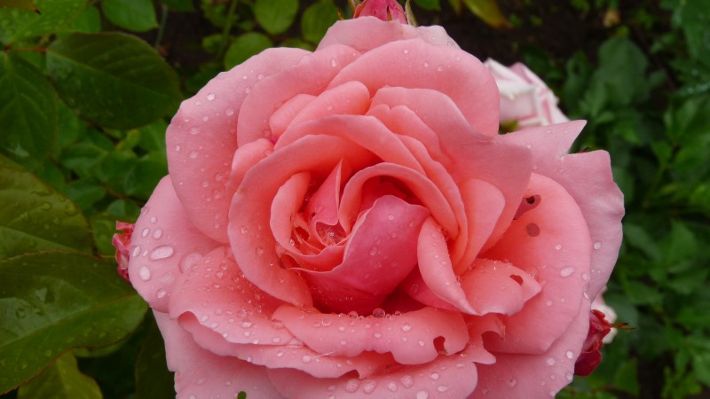 matte_rose_2015-06-20.jpg