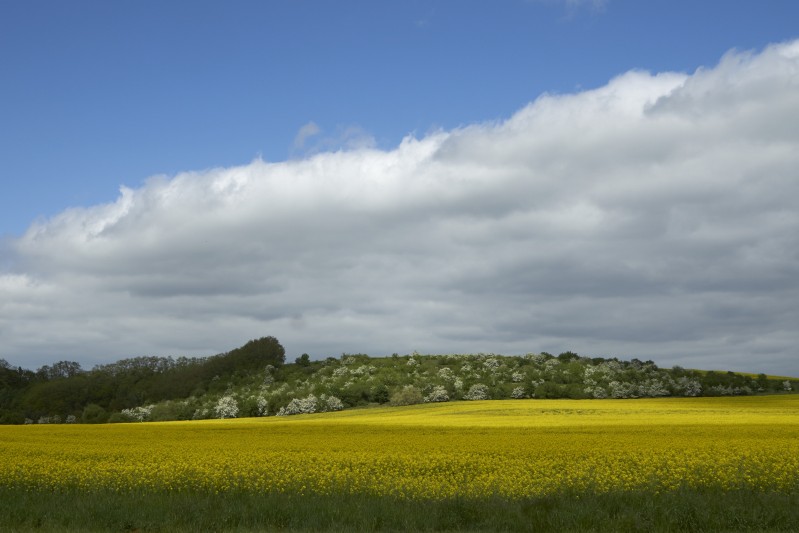 miljukow_w_wolken_und_blueten-14-05-2015.jpg