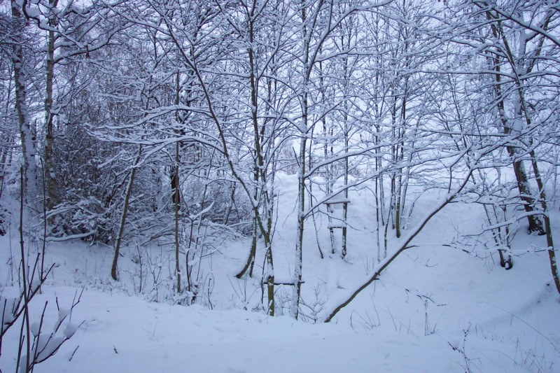 bartel_winterwald_2011.jpg
