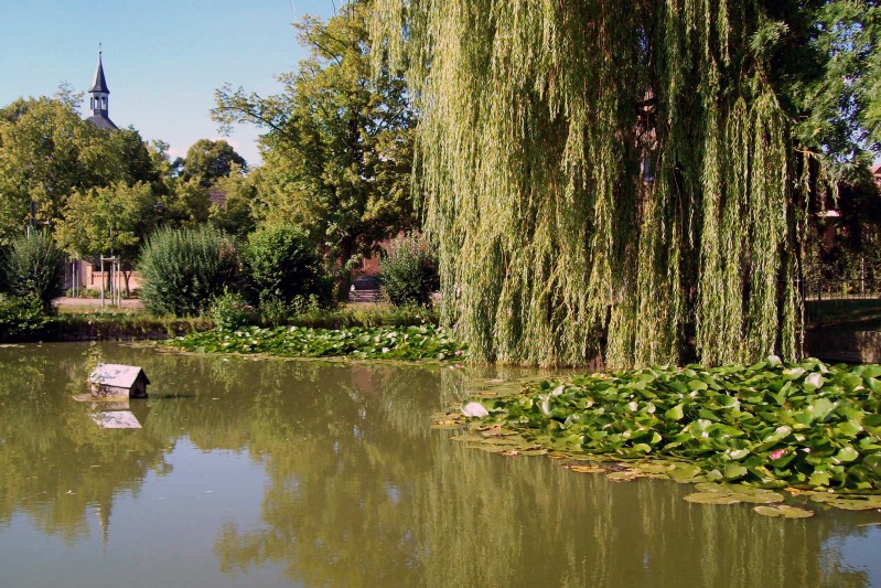sulek_sennewitzer_teich_-_oase_der_ruhe_2013-06-27.jpg