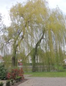 gruetzner_chr_fruehling_2015-04-26.jpg