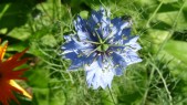 matte_blaue_blume_2015-06-14.jpg