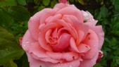 matte_rose_2015-06-20.jpg